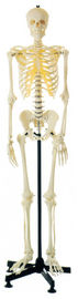 解剖構造の学習のための人工的な人間の骨組人間の解剖学モデル