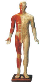 14 のチャネルが付いているオスの訓練の人体摸型の刺鍼術ポイント モデル マネキン