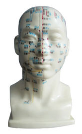 医学大学のための刺鍼術ポイント モデル人体が付いている人間の頭