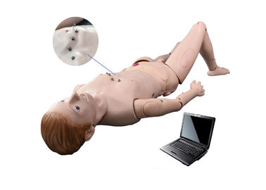 ECG の病院のシミュレーション/聴診 の人体摸型は教授システムを模倣しました