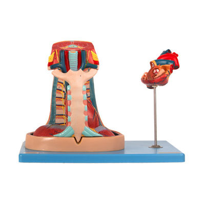 衛生学校の訓練のための輸入ポリ塩化ビニールの解剖学の縦隔モデル