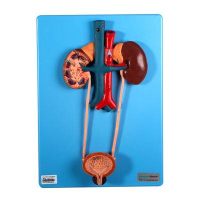 尿モードは学校の学習のための腎臓そしてぼうこうが含まれている