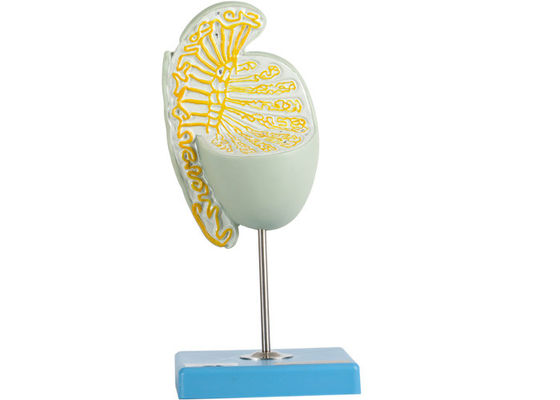 内部のStructionは衛生学校の訓練のための睾丸モデルを拡大した