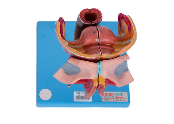 女性の外面および内部生殖器官は大学訓練のために模倣する