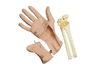 看護の shool 学生のための手首の Arthroscopy 操作の人間の頭の解剖学モデル